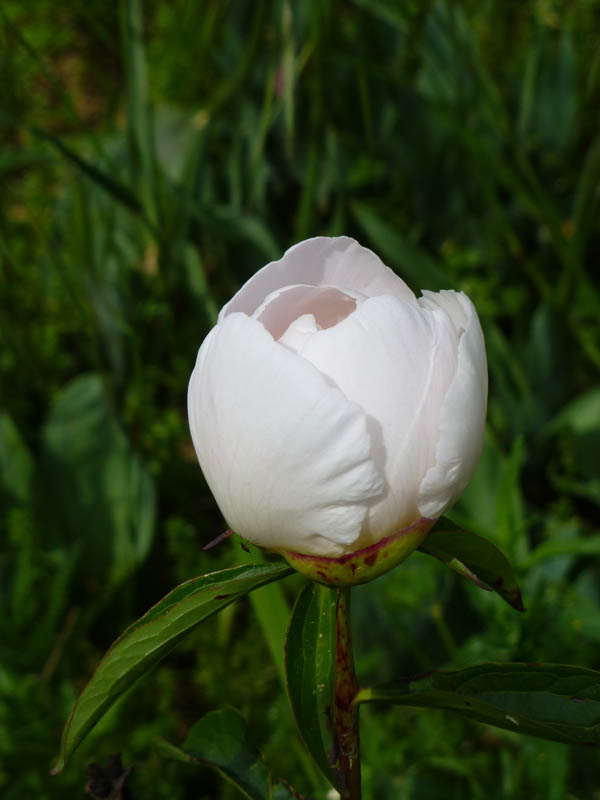 Paeonia sp2 photo
